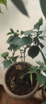 Subramanian S. review photo