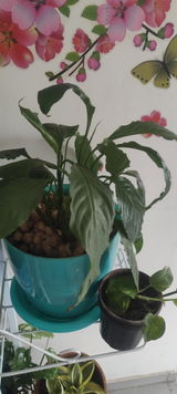 Subramanian S. review photo