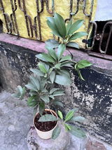Sunetra G. review photo