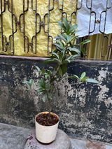 Sunetra G. review photo