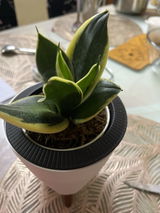 Ritu S. review photo