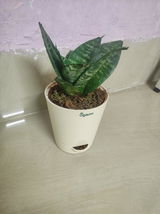 Pravin K. review photo