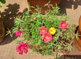 Shreya M. review photo