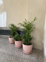 Anwesha R. review photo