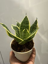 Mayank A. review photo