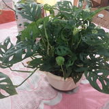 Sirisha D. review photo