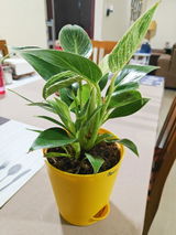 Sayanti S. review photo