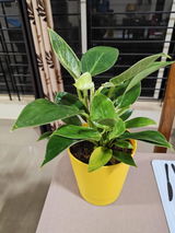 Sayanti S. review photo