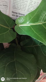 Richa T. review photo