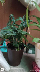 Richa T. review photo