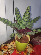 debojyoti d. review photo