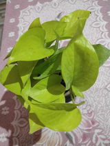 Husna K.S. review photo