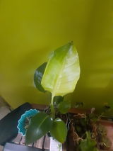 Rahul S. review photo