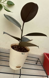 Namita M. review photo