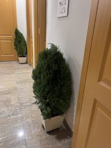 Jasmine B. review photo