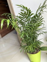 Namita M. review photo