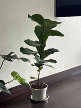 Priyam P. review photo