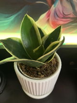 Souvik S. review photo