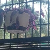 Sirisha D. review photo