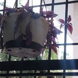Sirisha D. review photo