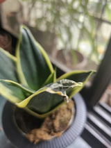 Komal K. review photo