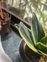 Komal K. review photo