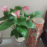 Sirisha D. review photo