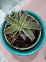 Manaswita D. review photo