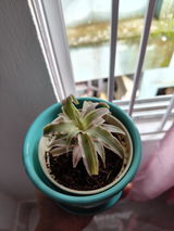 Manaswita D. review photo