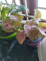 Saranya S. review photo