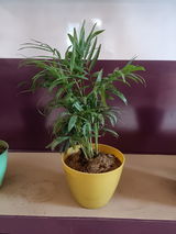 Dinesh S. review photo