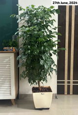Yash P. review photo