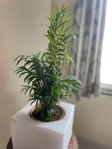 Mayur C. review photo