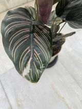 Sheetal S. review photo