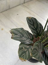 Sheetal S. review photo