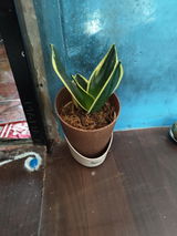 Abhishek C. review photo
