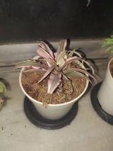 Dhruvi S. review photo