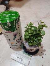 S J. review photo