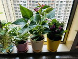 Samaira S. review photo