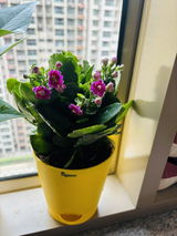 Samaira S. review photo