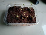 Sohan p. review photo
