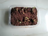 Sohan p. review photo