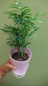 Sohini R. review photo