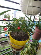 Babita R. review photo