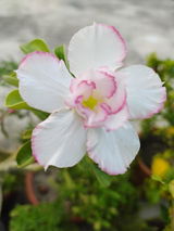 Babita R. review photo