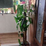 Sirisha D. review photo