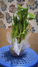 Payal S. review photo