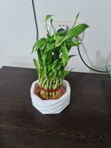 A.P. review photo