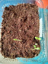 Sohan p. review photo