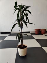Harpreet S. review photo